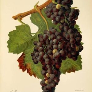 Merlot