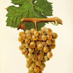 Vermentino