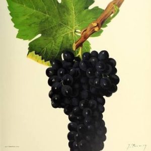 Syrah