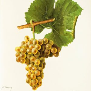 Viognier