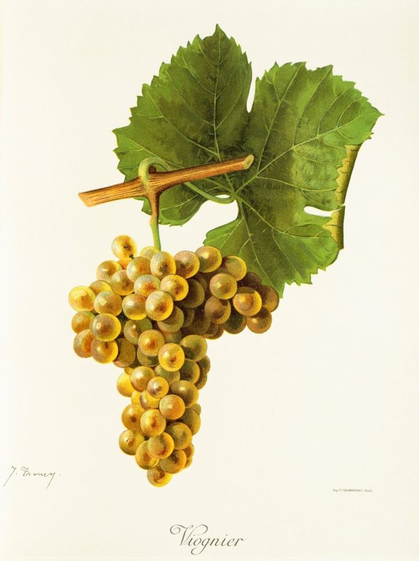 Viognier